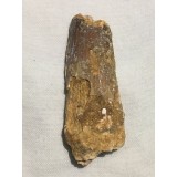 Zub dinosaura